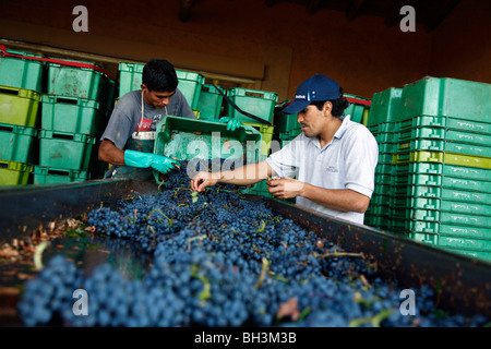 Handwerker, die aus faulen Trauben und Trauben vor dem Absturz in der Vistalba Winery, Lujan de Coyu, Mendoza, Argentinien. Stockfoto