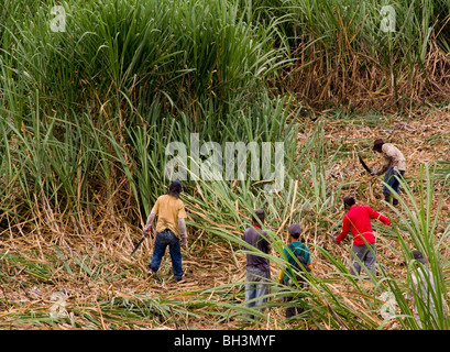 Ecuador. Provinz Guayas. Zuckerrohranbau. Ernte von Zuckerrohr. Stockfoto