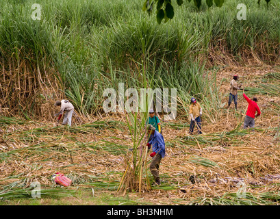 Ecuador. Provinz Guayas. Zuckerrohranbau. Ernte von Zuckerrohr. Stockfoto