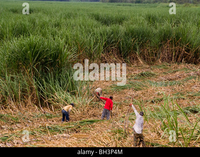 Ecuador. Provinz Guayas. Zuckerrohranbau. Ernte von Zuckerrohr. Stockfoto