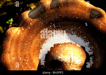 Halterung Pilz (Piptoporus Betulinus) auf Silver Birch. Stockfoto