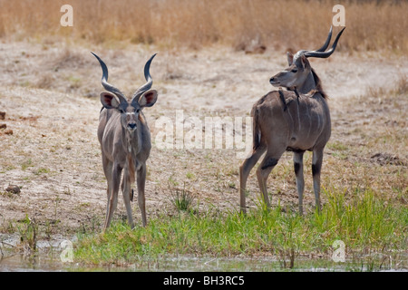 Gruppe von Kudus stehen an einem Wasserloch. Das Foto wurde im Hwange-Nationalpark Simbabwes. Stockfoto