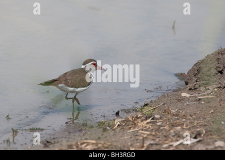 Porträt einer drei-banded Regenpfeifer im südlichen Afrika. Das Foto wurde im Hwange-Nationalpark Simbabwes. Stockfoto