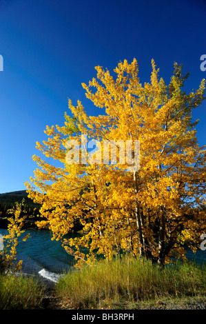 Zittern Aspen (Populus tremuloides) im Herbst am Ufer der Barriere See, Kananaskis Country, Alberta, Kanada Stockfoto