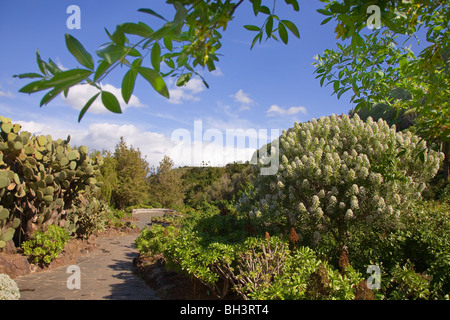 Jardin Canario Botanischer Garten von Gran Canaria, Spanien