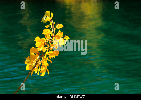 Zittern Aspen (Populus tremuloides) im Herbst am Ufer der Barriere See, Kananaskis Country, Alberta, Kanada Stockfoto