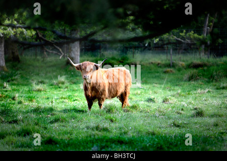 Highland Bull im Bereich der Aberdeenshire. Stockfoto