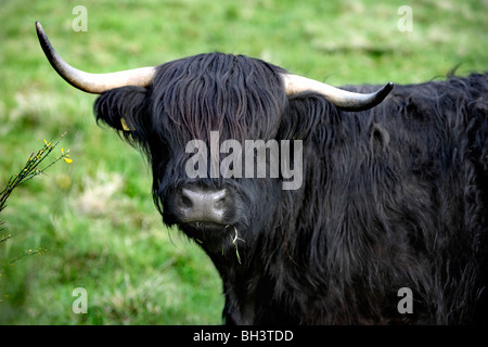 Highland Bull im Bereich der Aberdeenshire. Stockfoto