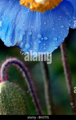 Himalaya blau Mohn (Meconopsis Grandis). Stockfoto