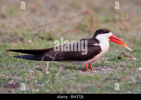 Porträt von einem afrikanischen Skimmer im südlichen Afrika. Das Foto wurde in Botswanas Chobe National Park. Stockfoto