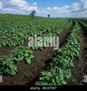 Junge Kartoffelernte (Solanum Tuberosum) auf Ebene Fenland Feld an einem feinen Frühlingstag Stockfoto