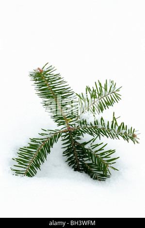 Balsam-Tanne (Abies Balsamea) Sämling im Schnee, Greater Sudbury, Ontario, Kanada Stockfoto