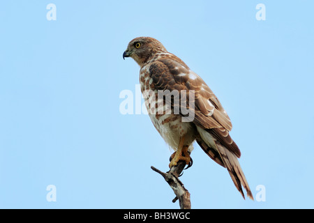 Shikra Stockfoto