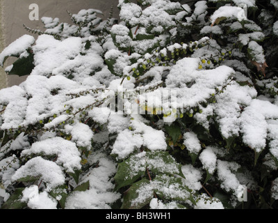 Schneedecke auf Mahonia X Media mitten im Winter zur Blüte kommen Stockfoto