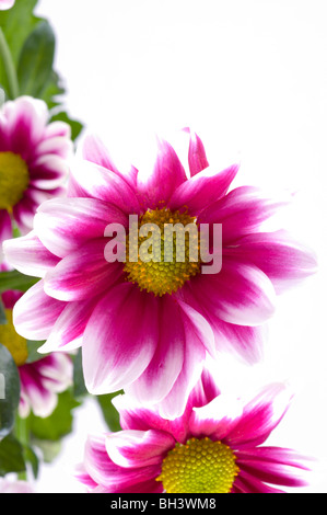 Chrysanthemen in einen Blumenstrauß. Fragment Stockfoto