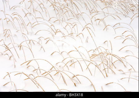 Meer Lyme-Rasen (Elymus Arenarius) Kolonie mit frischem Schnee im frühen Winter, Churchill, Manitoba, Kanada Stockfoto