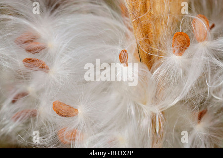 Gemeinsamen Seidenpflanze (Asclepias Syriaca) Früchte und Samen, Greater Sudbury, Ontario, Kanada Stockfoto