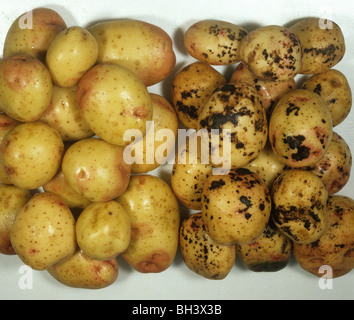 Schwarzer Schorf (Rhizoctonia Solani) erkrankten geernteten Kartoffeln im Vergleich zu gesunden Stockfoto