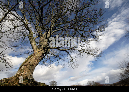 Baum und Himmel im Wasser des Saughs in Angus Glens. Stockfoto