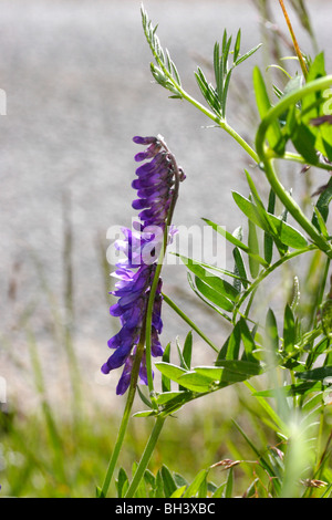 Getuftete Wicke (Vicia Cracca). Stockfoto