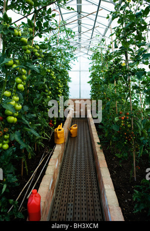 Ein grünes Haus voller Tomatenpflanzen Stockfoto