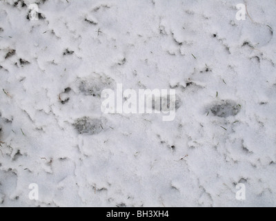 Kaninchen (Oryctolagus Cuniculus) druckt in leichte Schneedecke, Devon Stockfoto