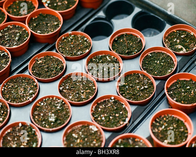 Schalen mit kernigen Töpfe mit kein Wachstum Stockfoto