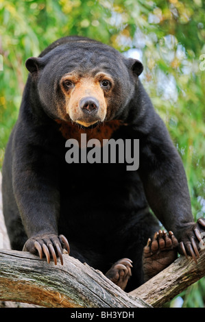 Malaiische Sun Bear Stockfoto