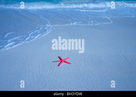 Einzelne Seestern auf dem Sand auf einem einsamen tropischen Strand Stockfoto