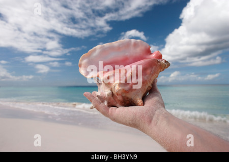 Mannes Hand mit einer großen Muschel in der Luft an einem tropischen Strand Stockfoto