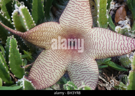 Starfish Kaktusblüte, Stapelia grandiflora Stockfoto