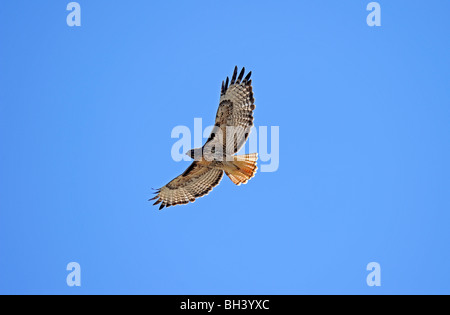 Rot - angebundener Falke Stockfoto