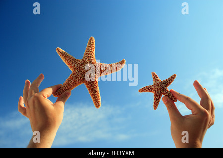 Eines Mannes Händen mit einem kleinen und einem großen Seestern in der Luft gegen einen blauen Sommerhimmel Stockfoto