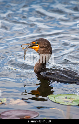 Doppel-crested Kormoran (Phalacrocorax Auritus) mit Wels...  Florida Everglades Nationalpark Stockfoto