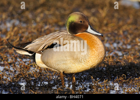 Nördlichen Pintail grün, geflügelten Teal Ente Drake Hybrid Kreuz-Victoria, British Columbia, Kanada. Stockfoto