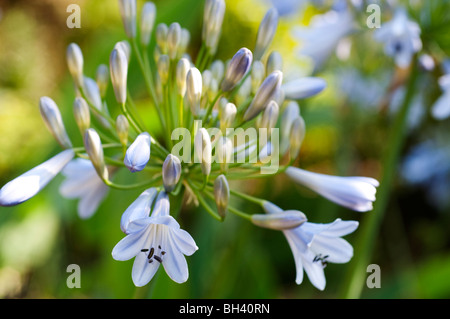 Blaue Agapanthus Blume Stockfoto