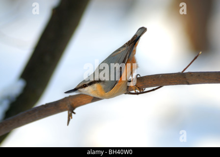 Kleiber Sitta Europaea (Sittidae) Stockfoto