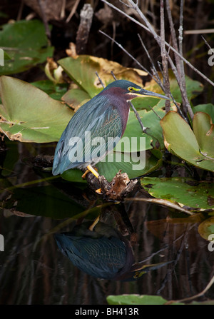 Das grüne Heron (Butorides Virescens) ist ein kleiner Reiher von Nord- und Mittelamerika. Stockfoto