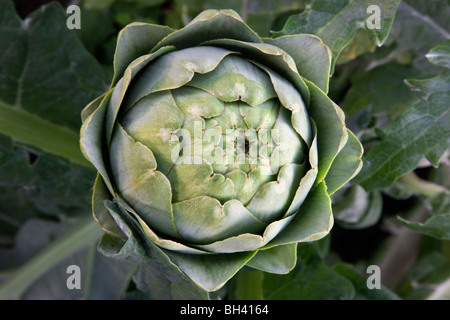 Artischocke "Globe" Blütenknospe, am Werk. Stockfoto