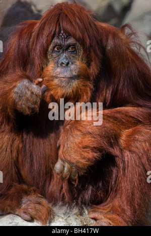 Orang-Utan; Pongo Pygmaeus/Pongo Abelii aus Borneo Stockfoto