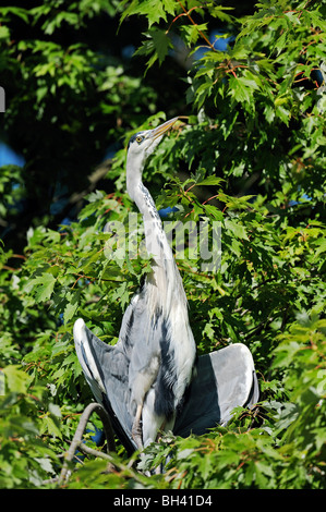 Graureiher Stockfoto