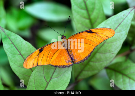 Julia Butterfly, Dryas iulia Stockfoto