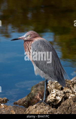 Rötlicher Reiher Egretta saniert Stockfoto