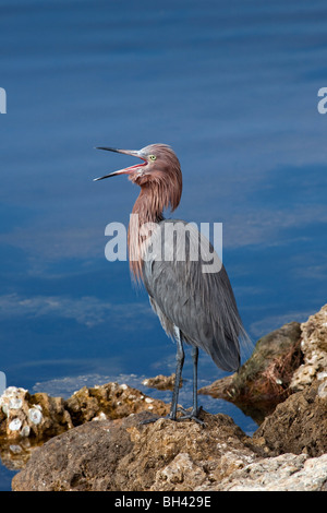 Rötlicher Reiher Egretta saniert Stockfoto