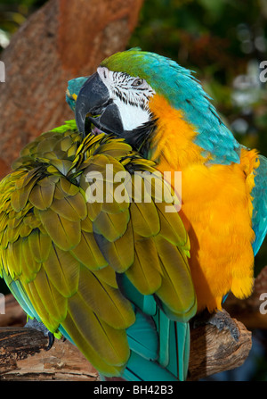 & Gold blau-Ara - Ara ararauna Stockfoto