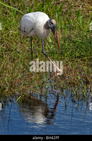 Holz Storch Mycteria Americana ist ein großer amerikanischer waten Vogel in der Storch Familie Ciconiidae. Everglades NP, Florida Stockfoto