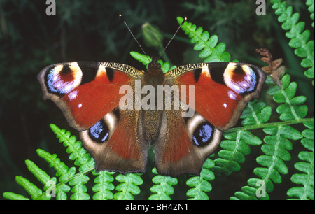 Peackock Schmetterling (Inachis Io) mit offenen Flügeln auf Bracken im Wald im Sommer ruhen. Stockfoto