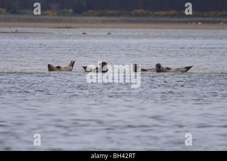 Seehunde (Phoca Vitulina) auf Sandbank. Stockfoto