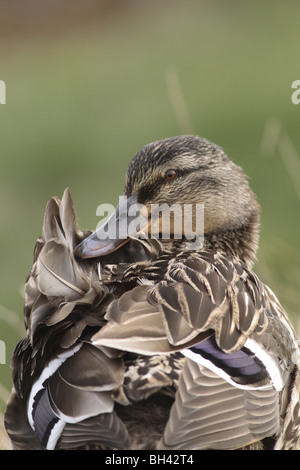 Weibliche Stockente (Anas Platyrhynchos) putzen. Stockfoto