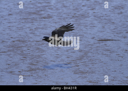 Mit Kapuze Krähe (Corvus Cornix) Tiefflug über den Sand. Stockfoto